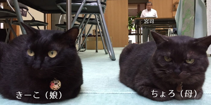 弥生神社　社務猫