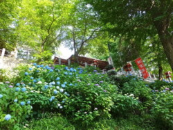 弥生神社 境内 アジサイ