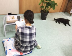 弥生神社 社務猫