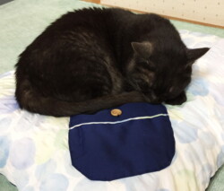 弥生神社 社務猫